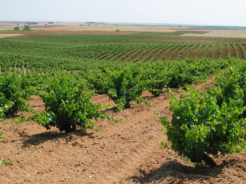 TIERRA DEL VINO DE ZAMORA
